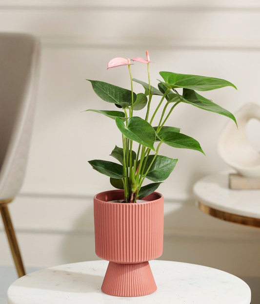 Pink Anthurium