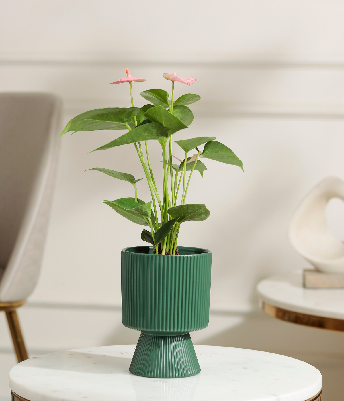 Pink Anthurium