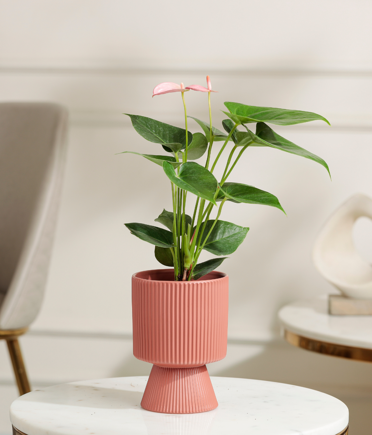 Pink Anthurium