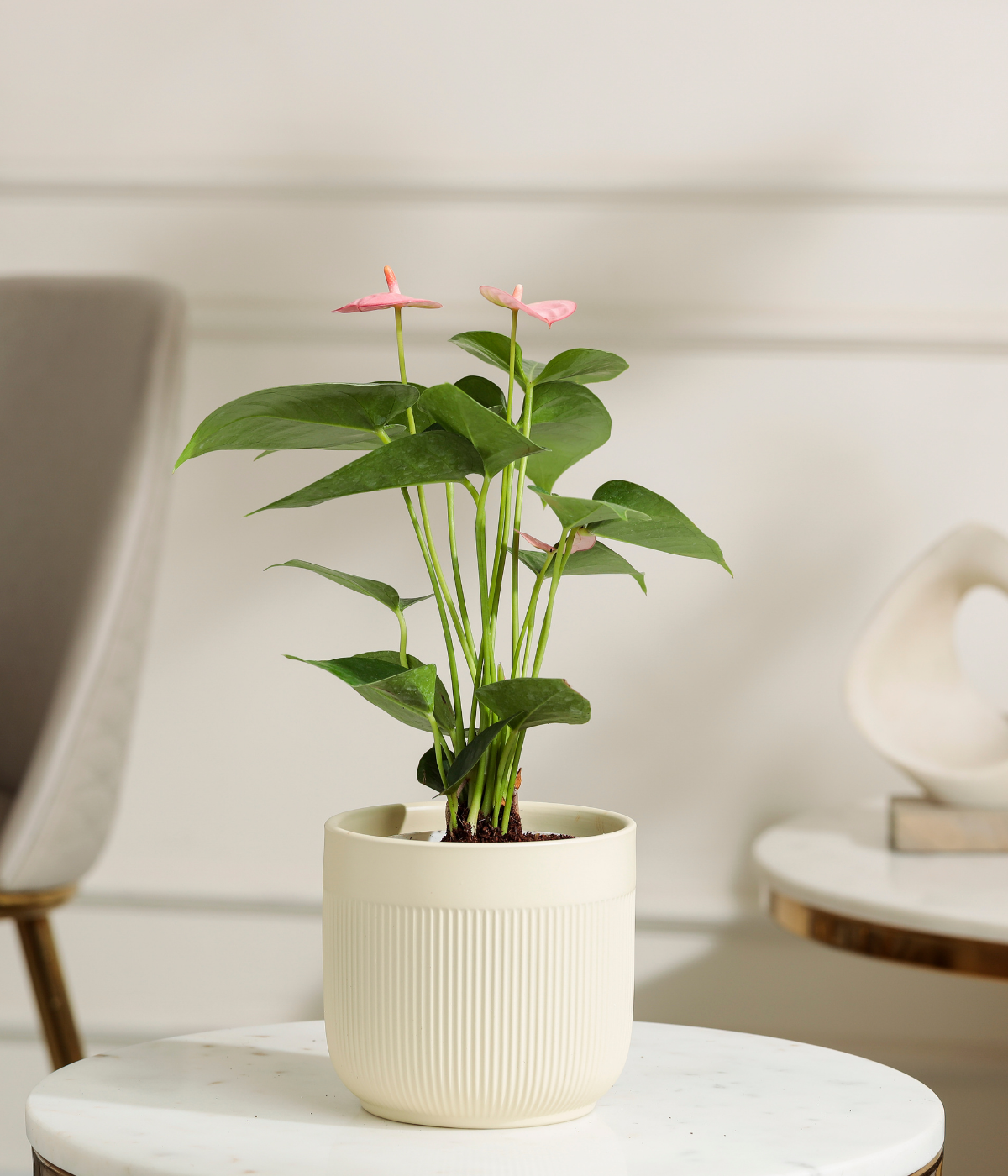 Pink Anthurium