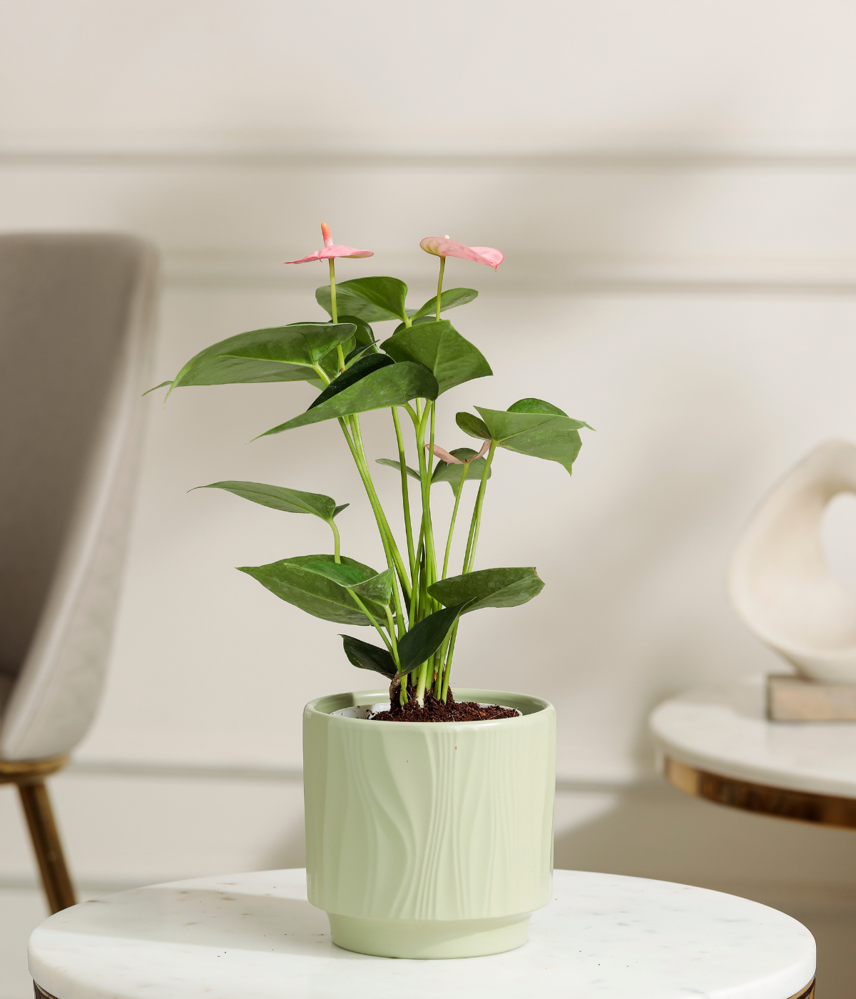 Red Anthurium Plant