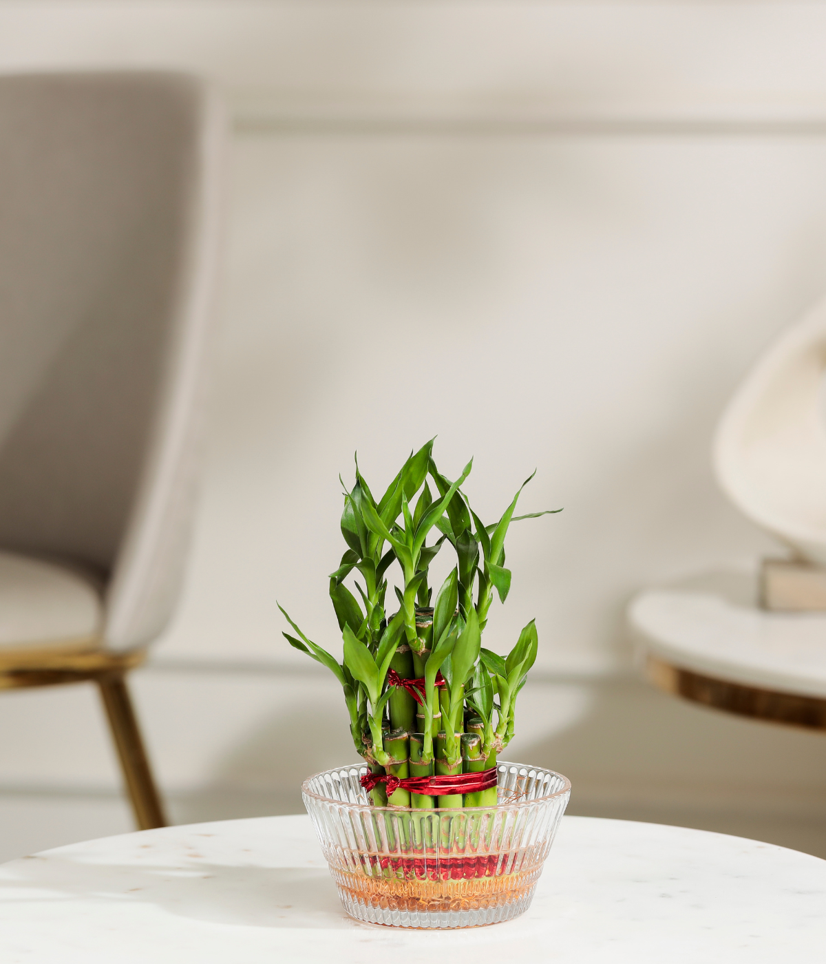 Lucky Bamboo Plant 2 Tier