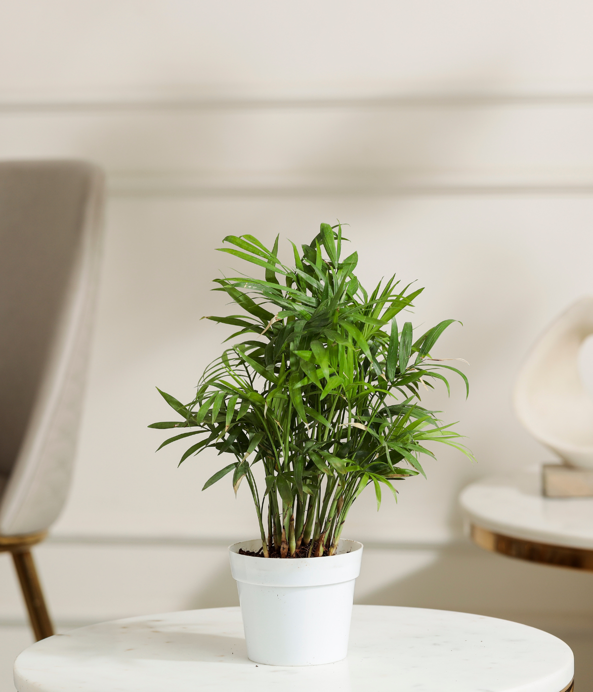 Bamboo Palm Plant