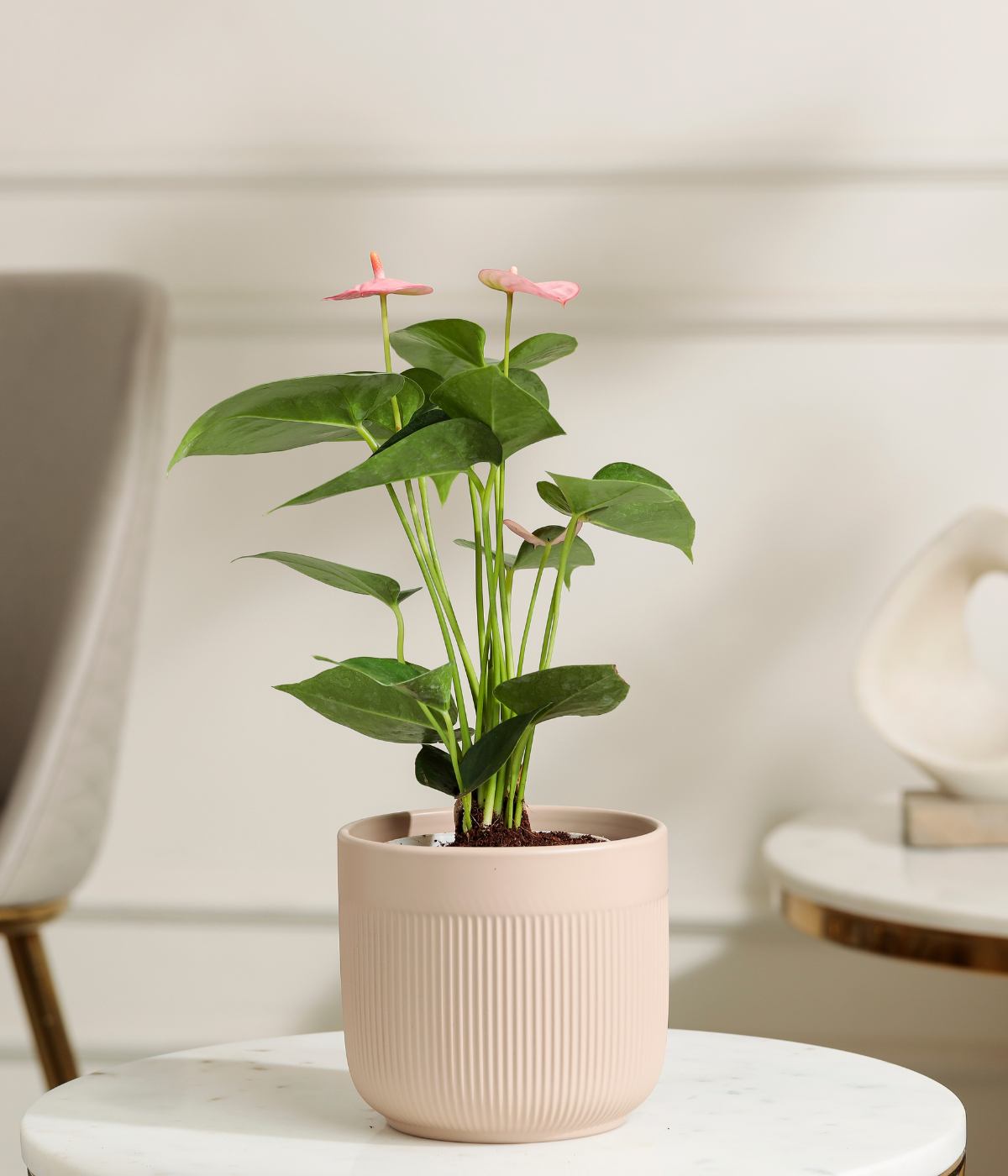 anthurium for sale in chennai Pink Anthurium – Tiny Trees