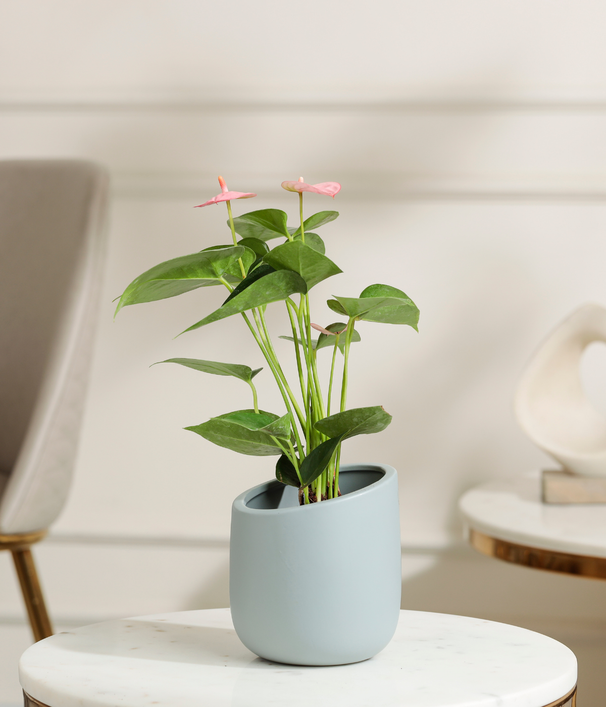 Pink Anthurium