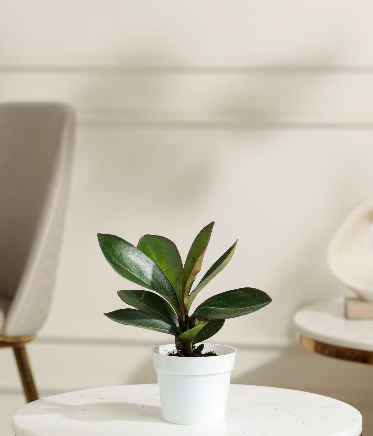 Peperomia Clusifolia