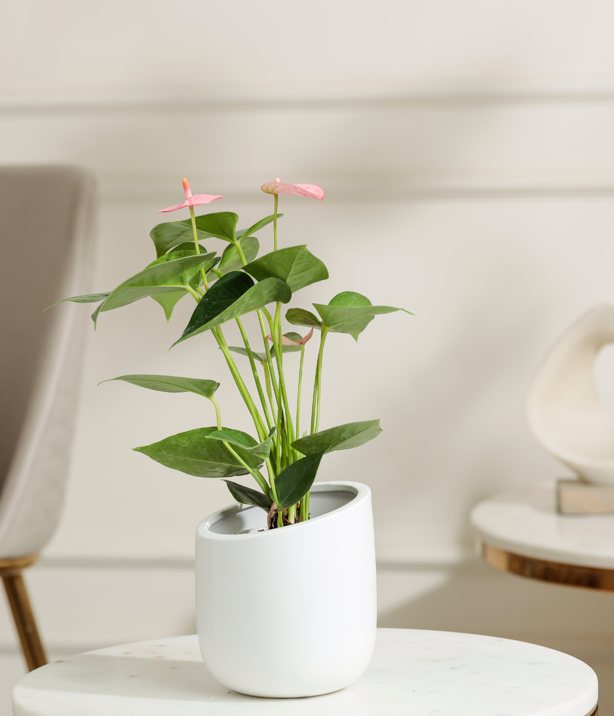 Pink Anthurium