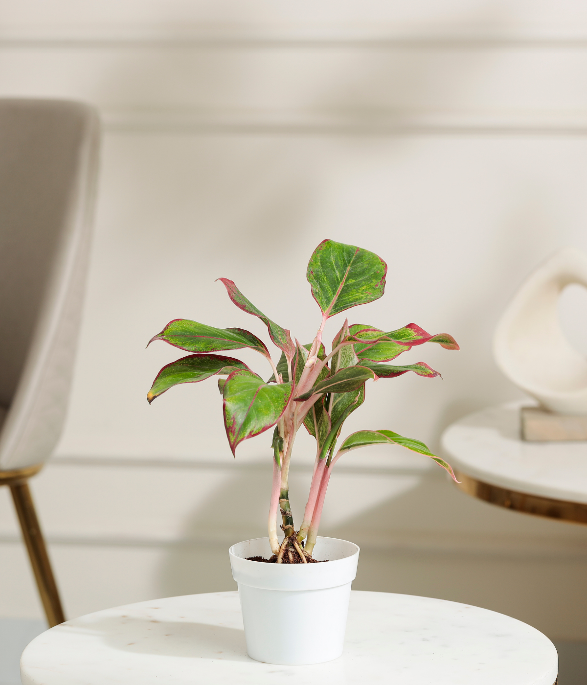 Pink Lipstick Plant