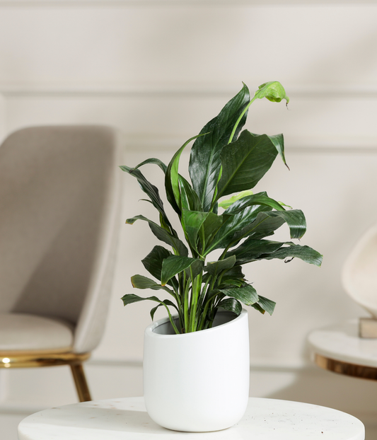 Peace Lily Plant