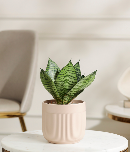 Green Lotus Snake Plant