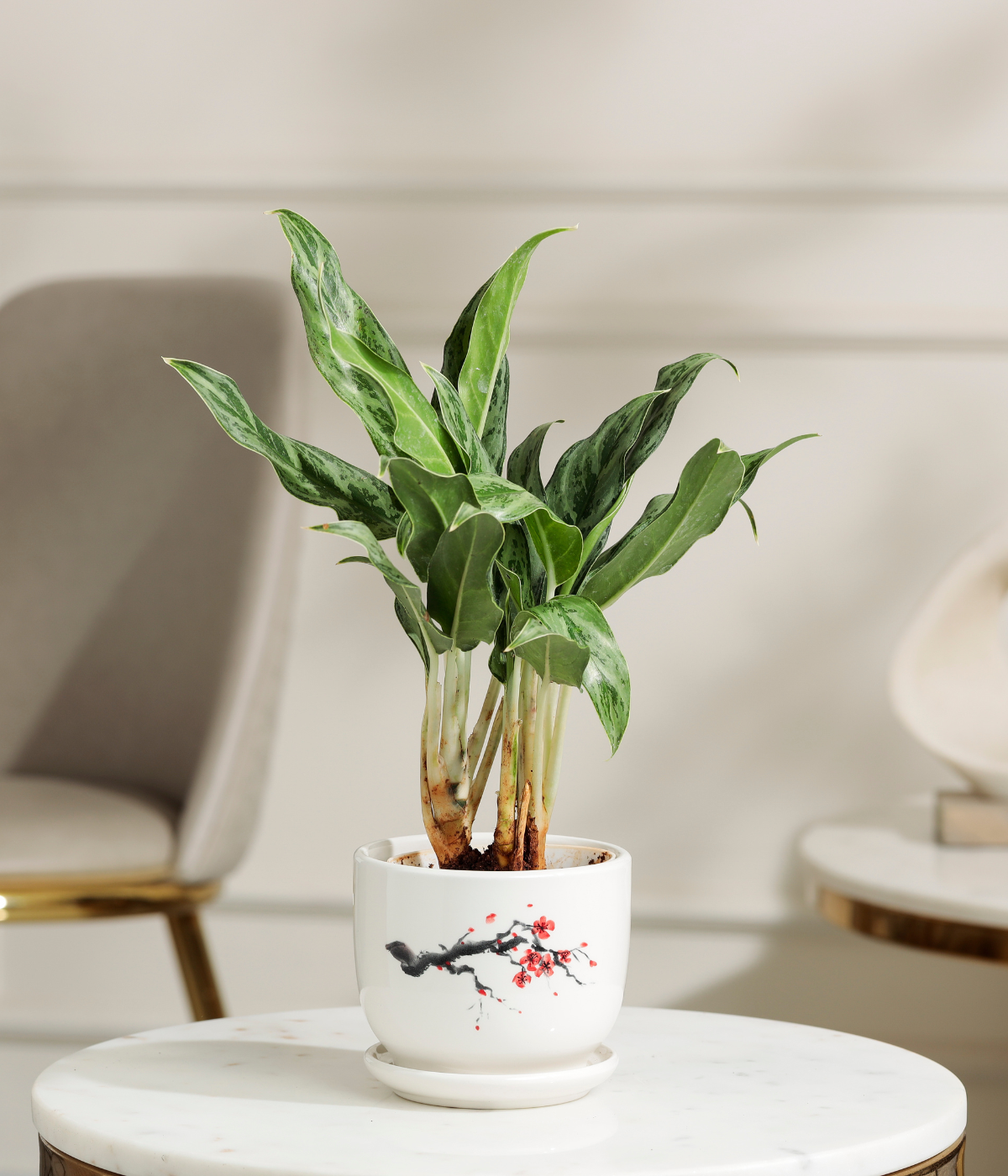 Calathea White Plant