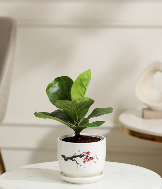 Fiddle Fig Plant