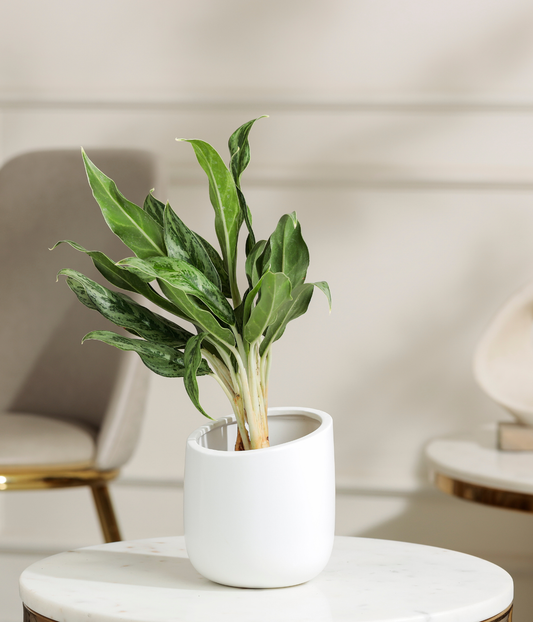 Calathea White Plant