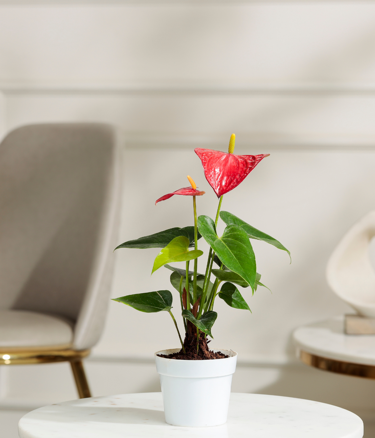 Red Anthurium Plant