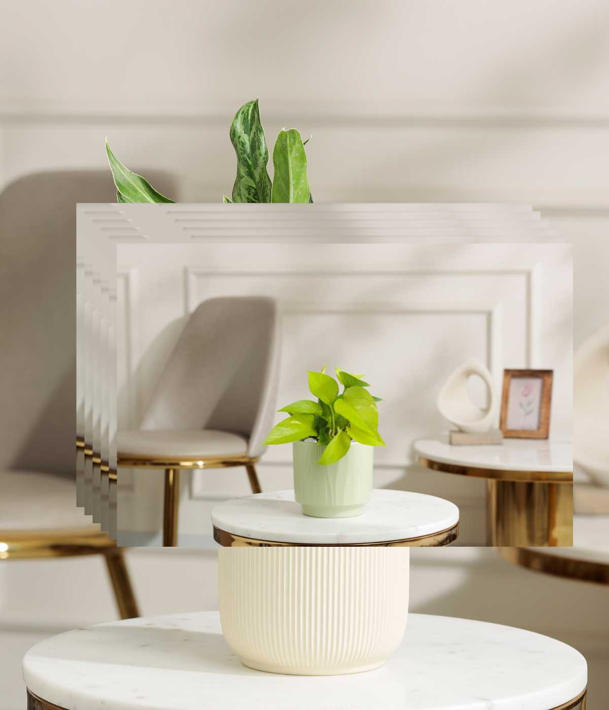 Pin Strip Birkin Plant