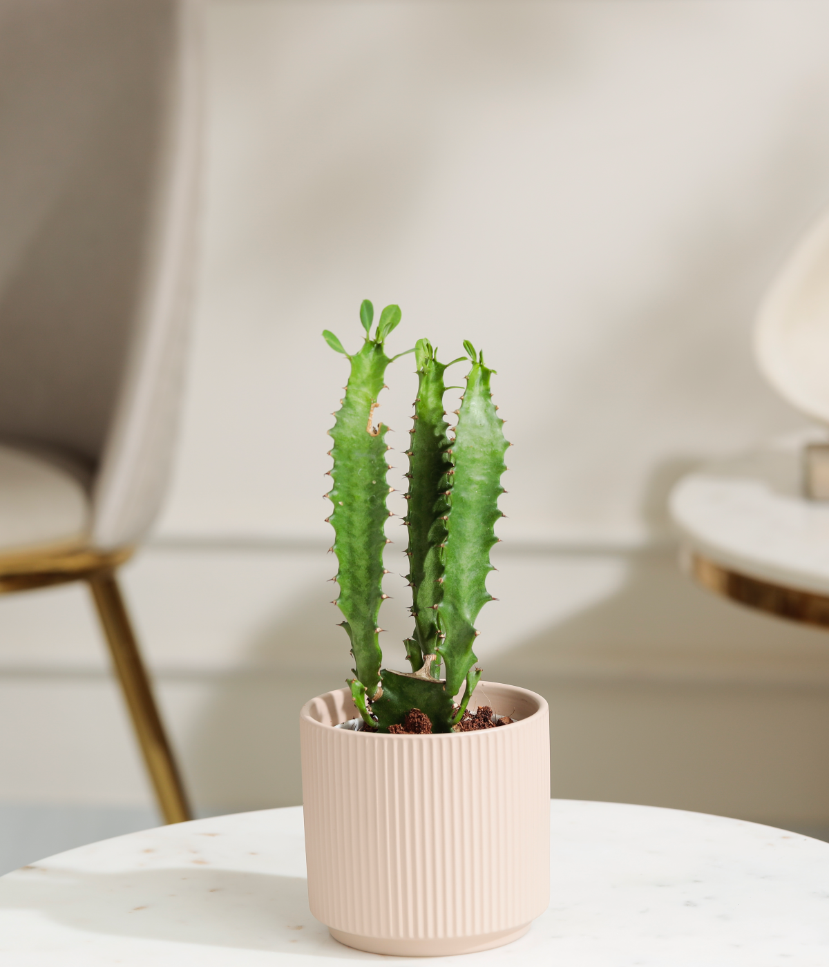 African Milk Tree Cactus