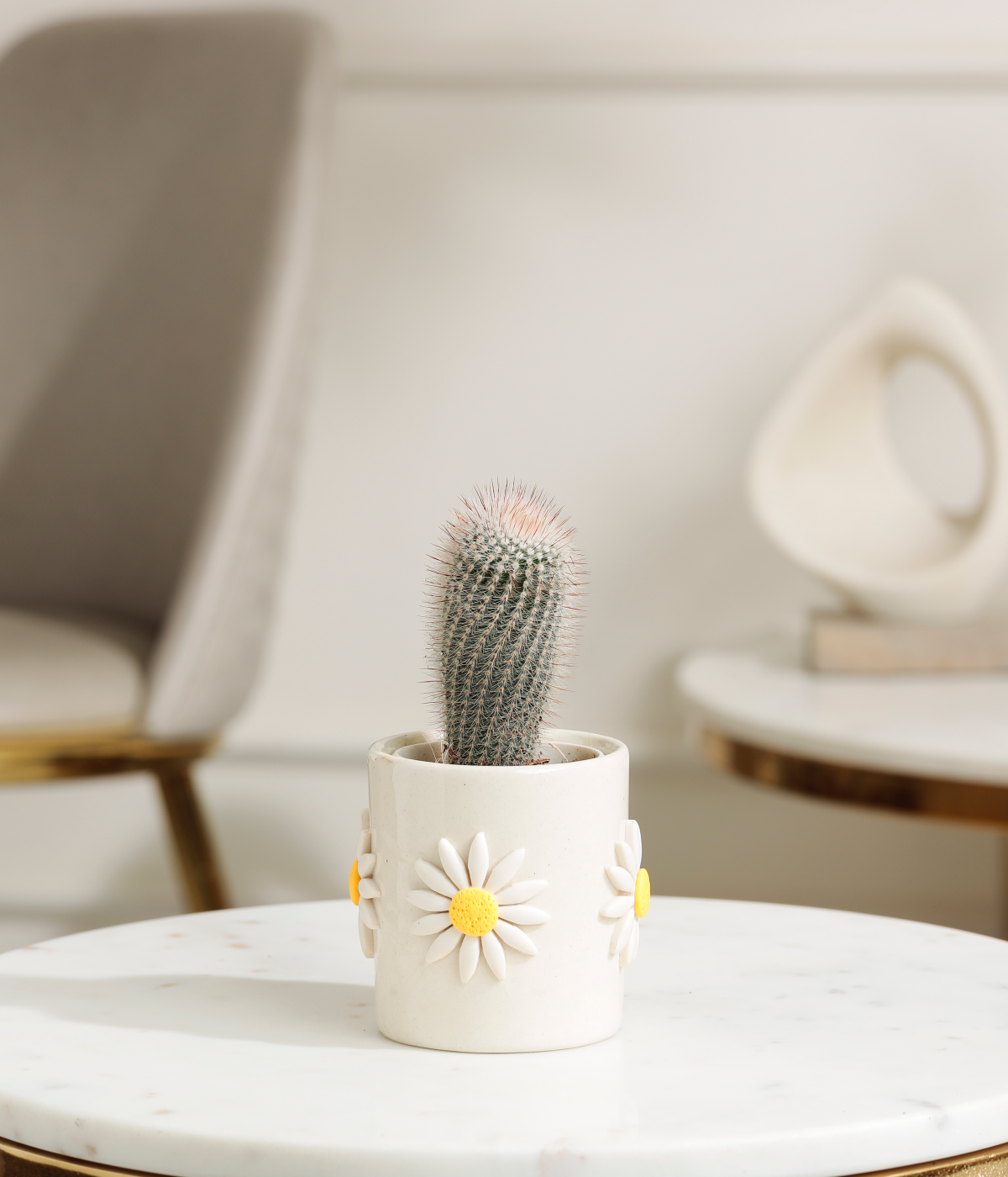 Old Man Cactus