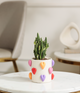 Fairy Castle Cactus