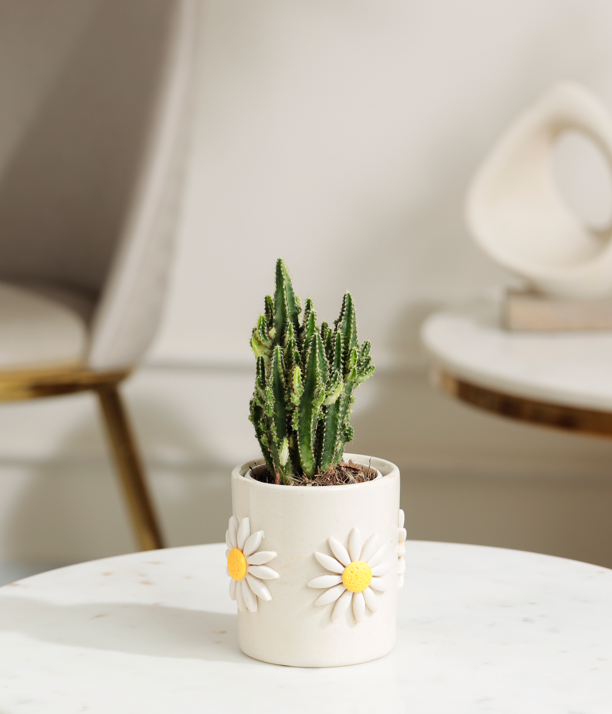 Fairy Castle Cactus