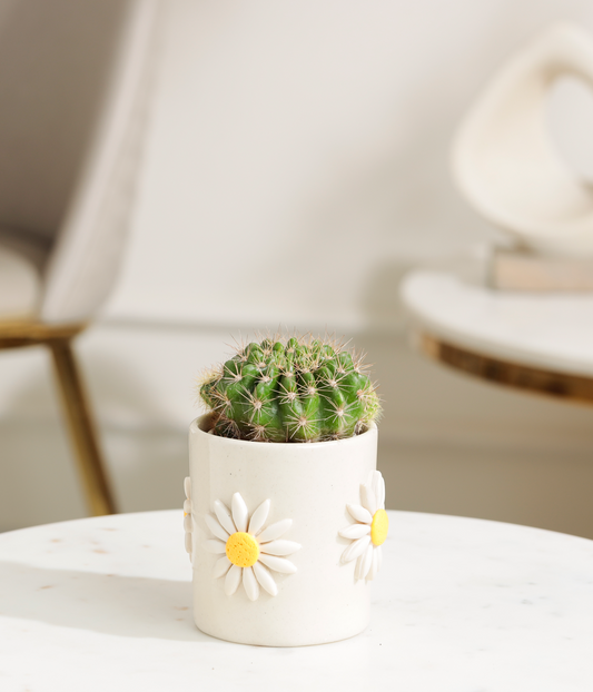 Golden Barrel Cactus