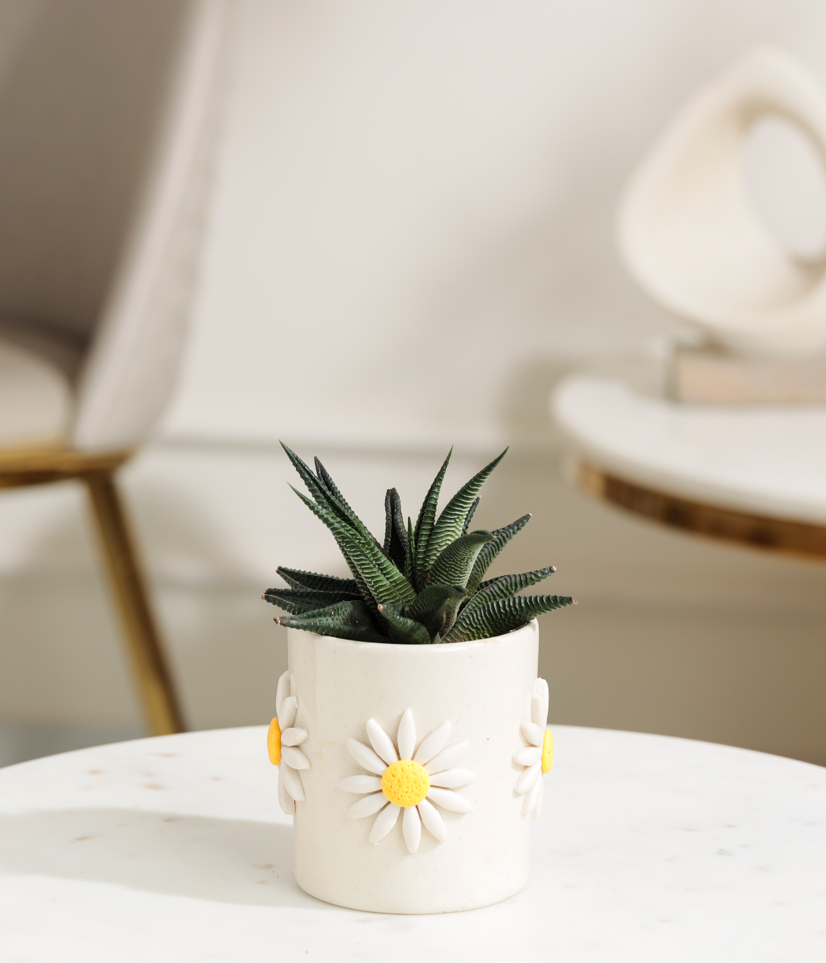Fasciated Haworthia