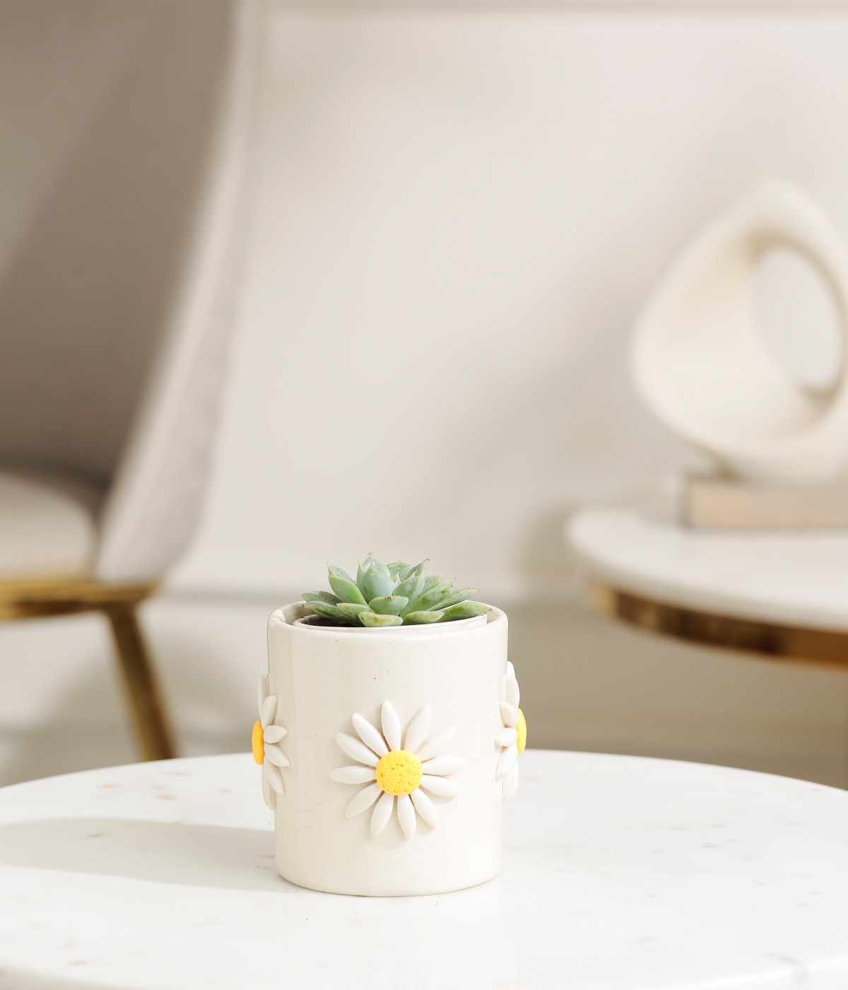 Senecio Cephal
