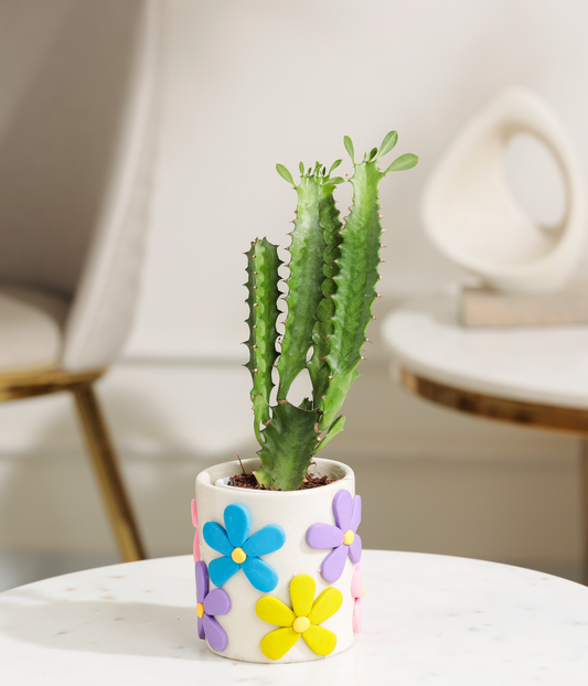 African Milk Tree Cactus