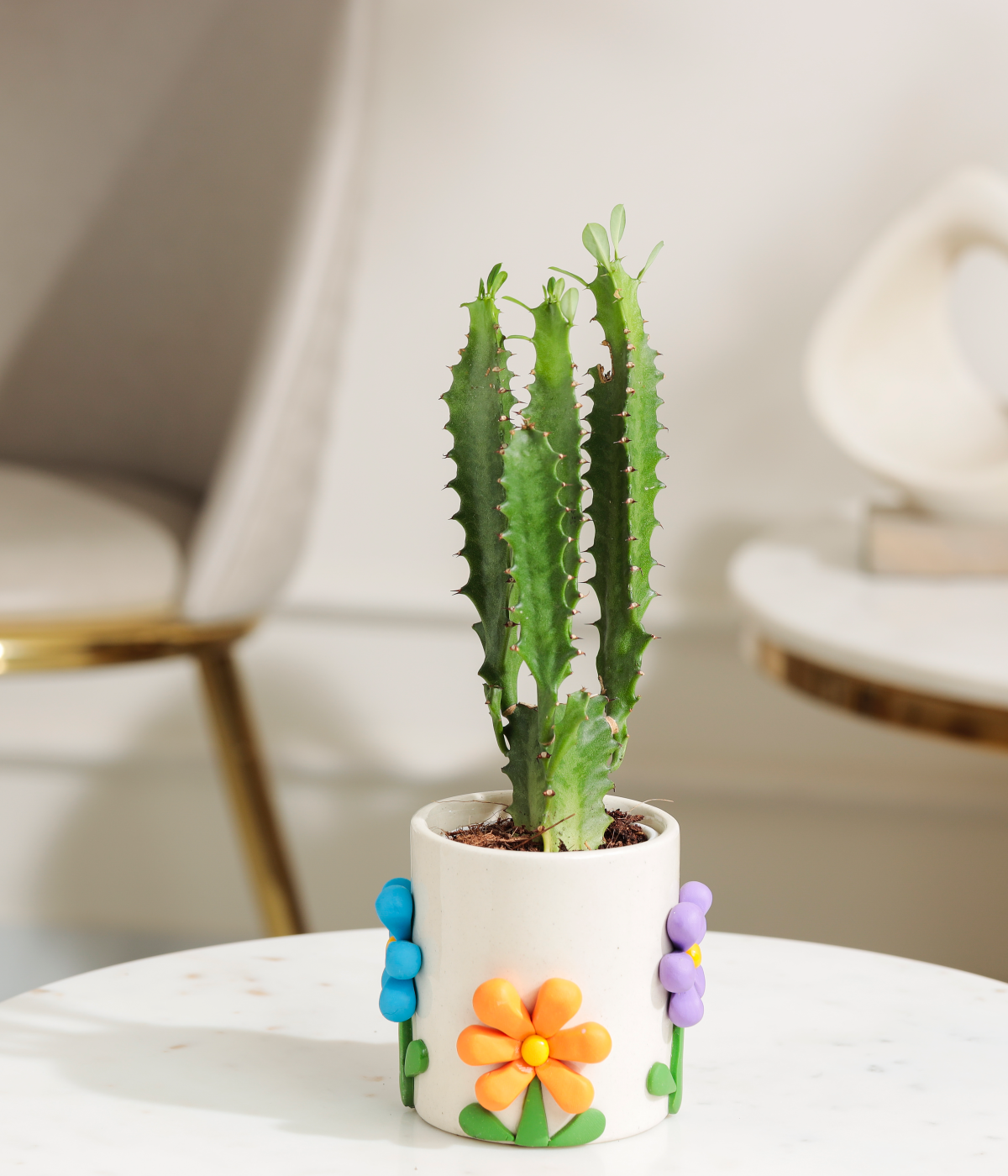 African Milk Tree Cactus