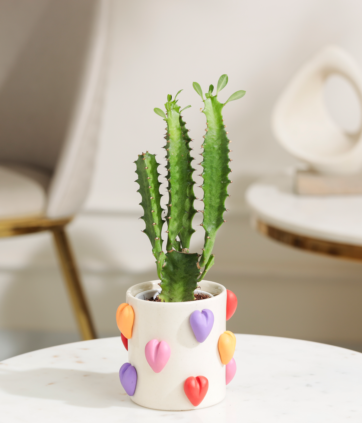 tree cactus succulent African Milk Tree Cactus – Tiny Trees