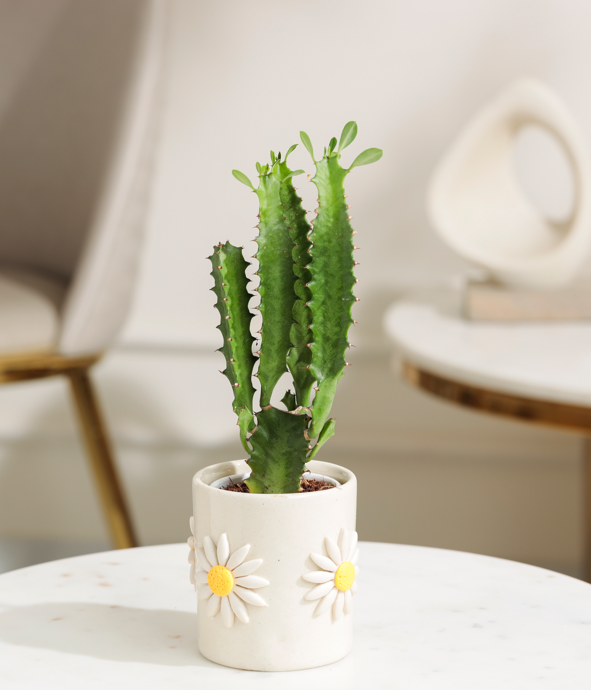 African Milk Tree Cactus