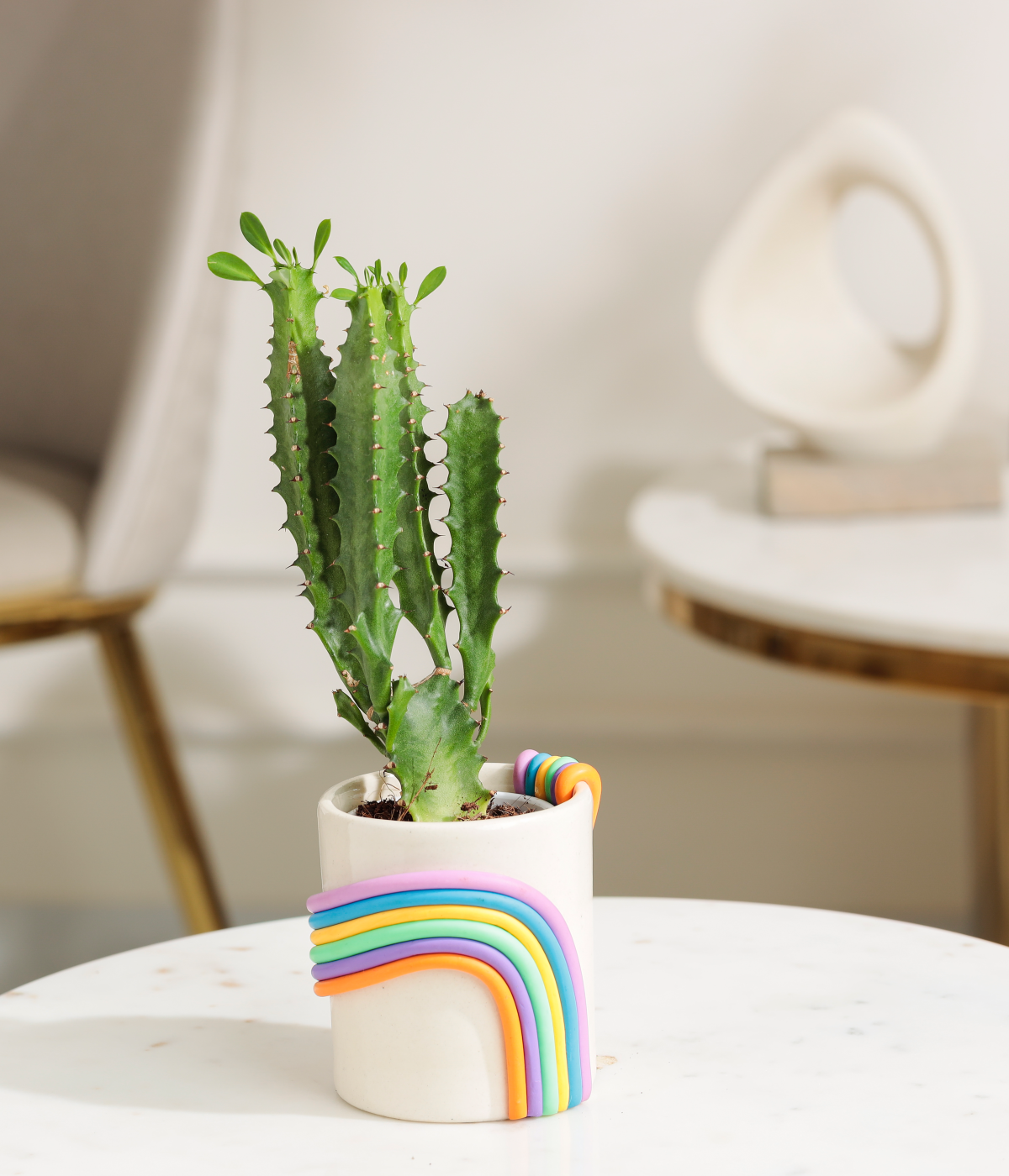 African Milk Tree Cactus