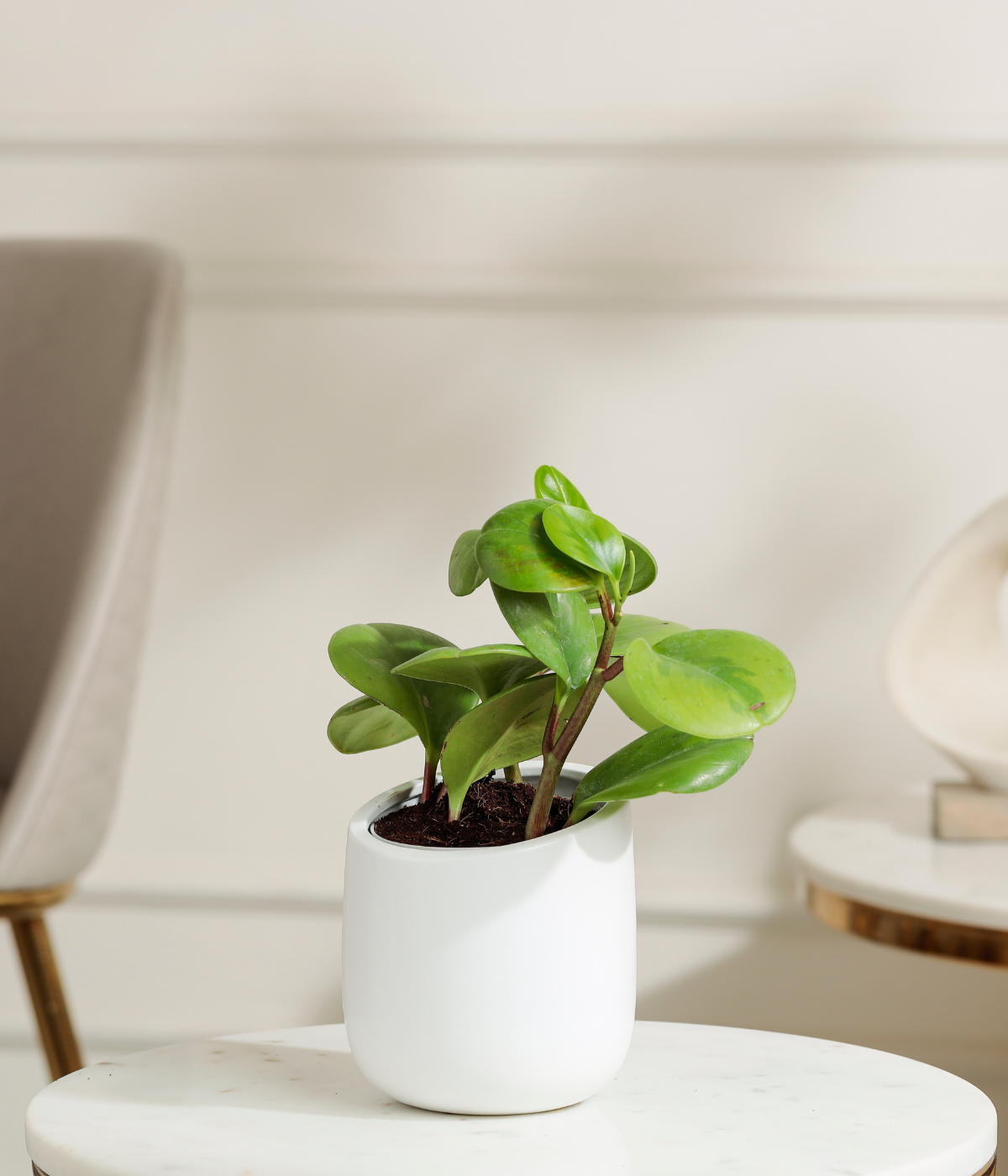 Peperomia Green Plant