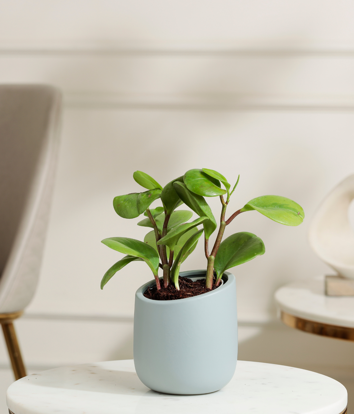 Peperomia Green Plant