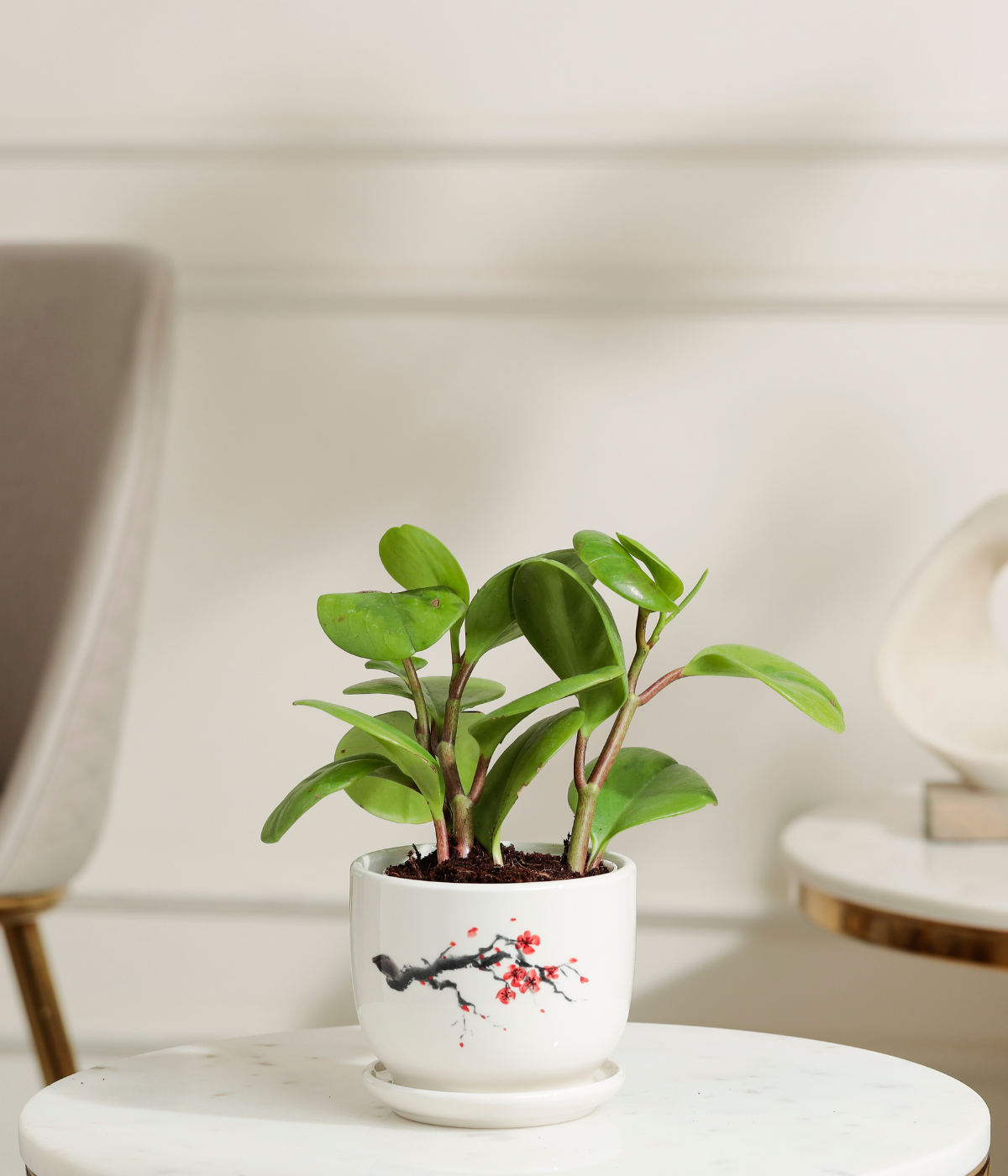 Peperomia Green Plant