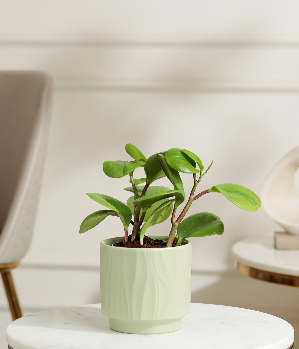 Peperomia Green Plant