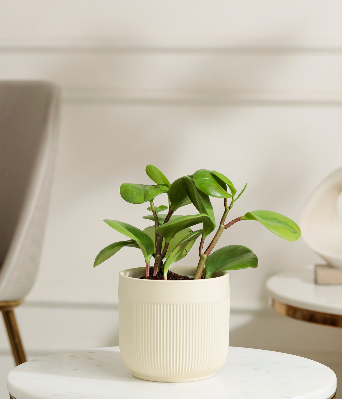 Peperomia Green Plant