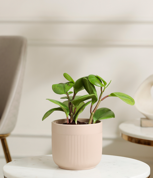 Peperomia Green Plant