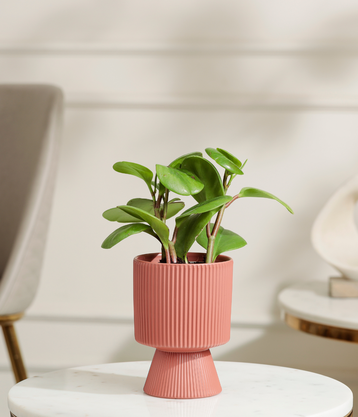 Peperomia Green Plant