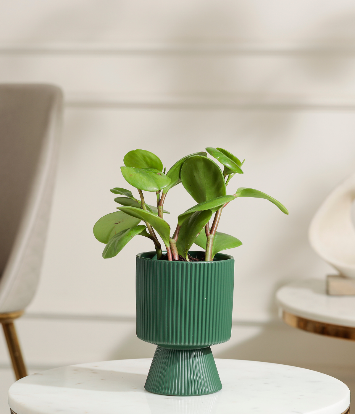 Peperomia Green Plant