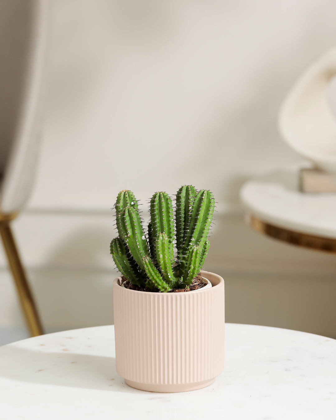 Succulents & Cactus