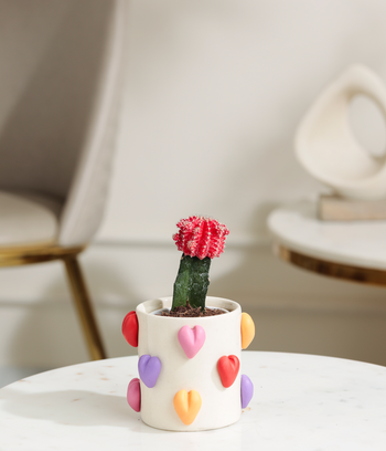 Tabletop Plants image