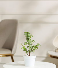 Jade Mini Plant