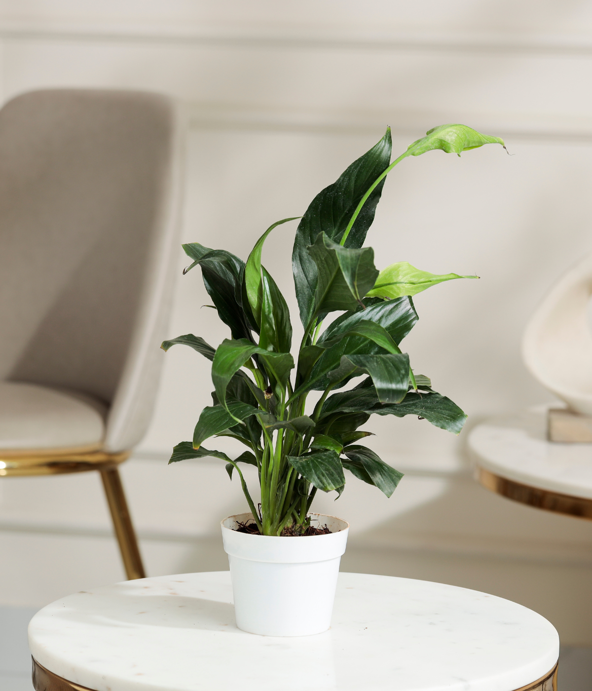 peace lily decor Peace Lily Plant – Tiny Trees
