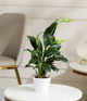 Peace Lily Plant