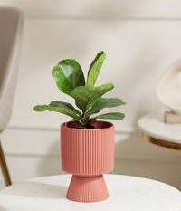 Fiddle Fig Plant