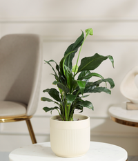 Peace Lily Plant