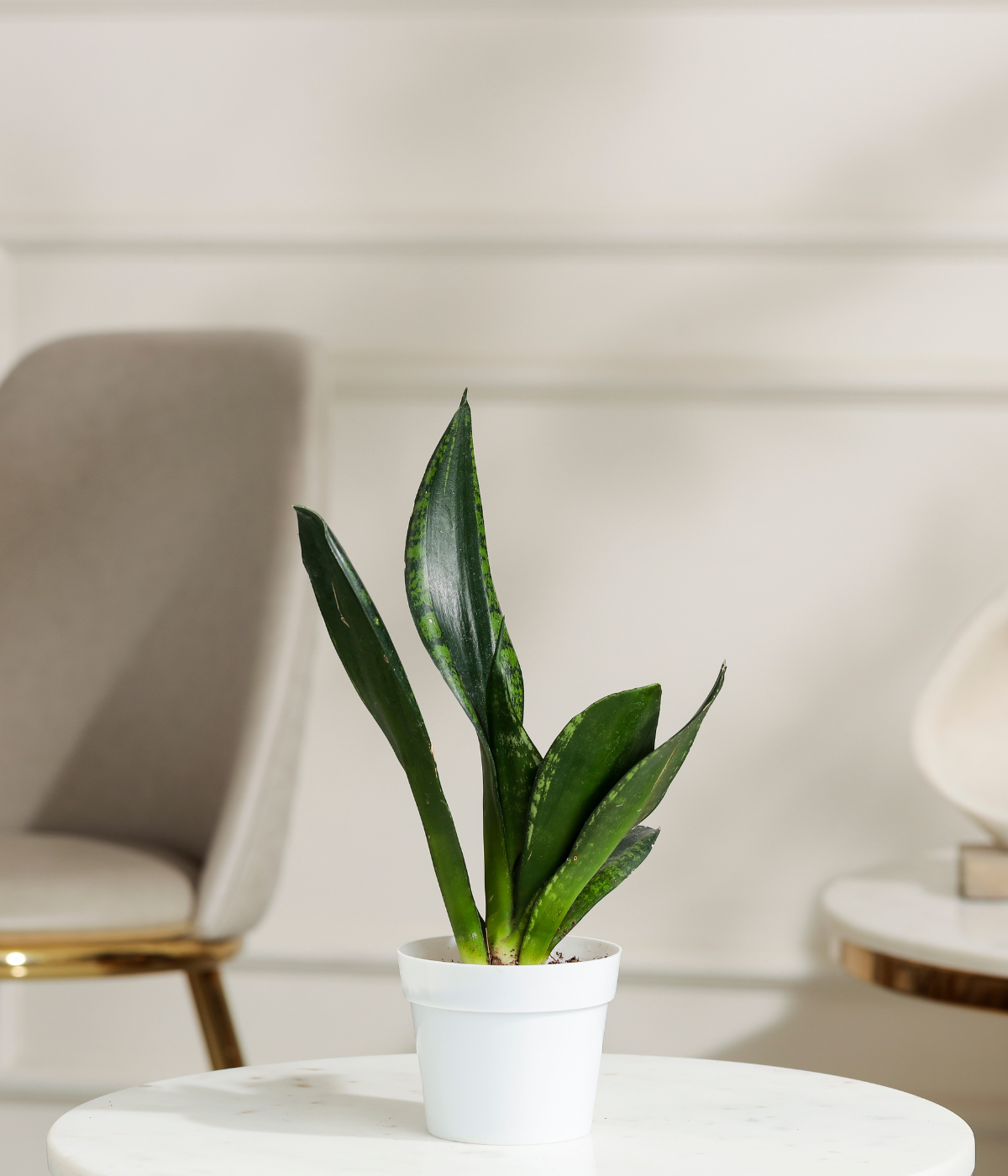 Green Snake Plant