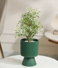 Aralia Variegated Plant