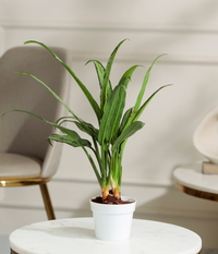 Pin Strip Birkin Plant