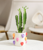 African Milk Tree Cactus